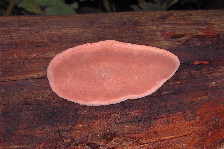 Fomitopsis rosea
